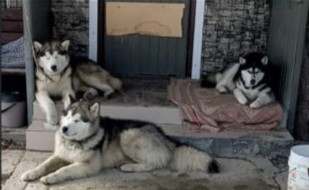 Агрессивные хаски на Сахалине продолжают пугать дачников и детей