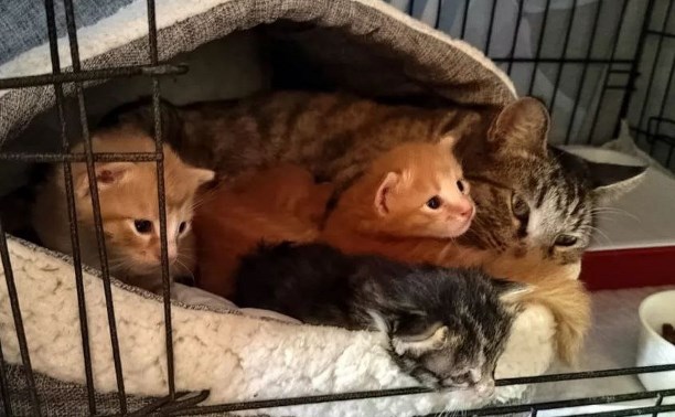 Болливуд отдыхает: на Сахалине у кошки из коляски украли малышей, но позже семья воссоединилась
