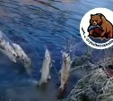 Сахалинцы нашли на реке забытые браконьерами сети, полные рыбы