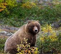 "Рваные раны головы": на Сахалине медведь напал на рыбака 
