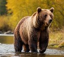 На Камчатке арестовали двоих американцев, которые прилетели убивать медведей