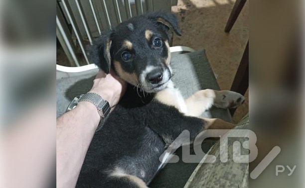 Пёс по кличке Боец, для которого сахалинцы собрали корм весной, подорвался на мине ВСУ