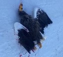 Неизвестные на Сахалине убили белоплечего орлана, занесённого в Красную книгу