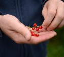 За сбор некоторых ягод и грибов теперь можно получить срок до 4 лет
