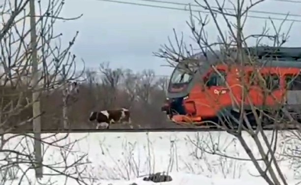 В сахалинских соцсетях выложили видео коровы, остановившей поезд