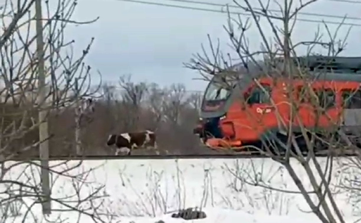 В сахалинских соцсетях выложили видео коровы, остановившей поезд