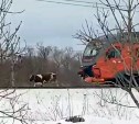 В сахалинских соцсетях выложили видео коровы, остановившей поезд