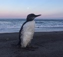 Невозмутимого "пингвина" встретили на берегу моря на Сахалине