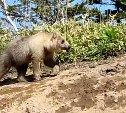 "Креветок объелся, что ли?": люди встретили на Курилах серебристого медведя