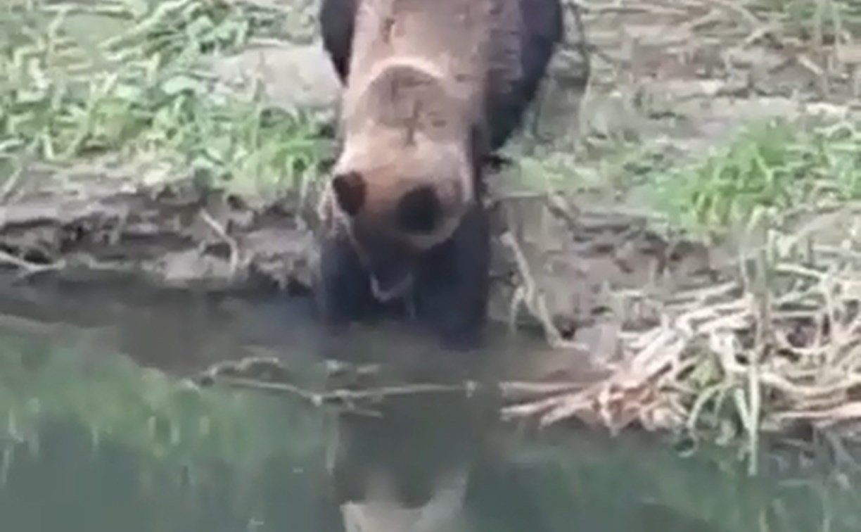 "Красавчик, жрать пришёл!": на Сахалине медведь показал зрителям с другого берега, как ловит рыбу