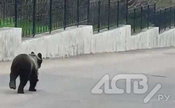 Бегавшего по городу медведя отстрелили в Охе