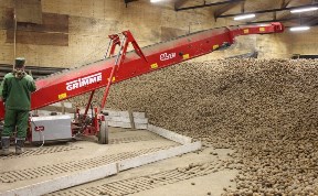 Сахалинские хозяйства планируют высадить восемь тысяч тонн семян картофеля 