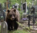 В Охе отстрелили одного из двух медведей, бродивших по местному кладбищу