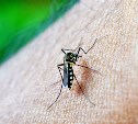 Учёный: на Камчатке живут комары, которые зимуют в дуплах