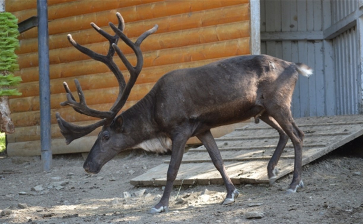 Северному оленю из сахалинского зоопарка спилили 20-килограммовые рога