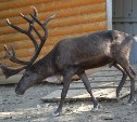 Северному оленю из сахалинского зоопарка спилили 20-килограммовые рога