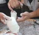 Сахалинские травматологи совершенствуют навыки по лечению у детей врожденной косолапости