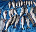 Подпольный цех по переработке краснокнижной рыбы обнаружили сахалинские пограничники
