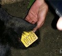 Внедорожник сбил корову на въезде в Березняки