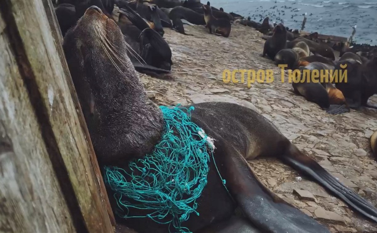 "Кусок сети – смерть для животного": сахалинские волонтеры поделились кадрами спасательной операции тюленей 