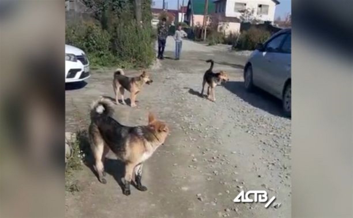 Стая собак напала на ребёнка в Южно-Сахалинске