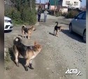 Стая собак напала на ребёнка в Южно-Сахалинске