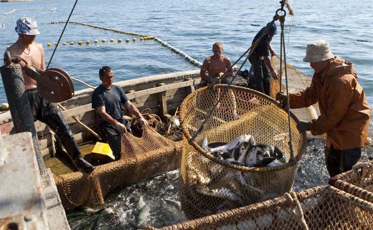 Сахалинские рыбаки могут заявиться на лосося