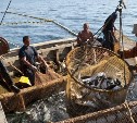 Сахалинские рыбаки могут заявиться на лосося