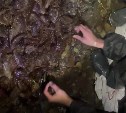 Свыше 5000 экземпляров трепанга изъяли сахалинские пограничники у водолазов-браконьеров