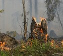 Победить лесной пожар пытаются в Тымовском районе