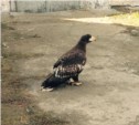 Белоплечий орлан прилетел за спасением на склады Южно-Сахалинска