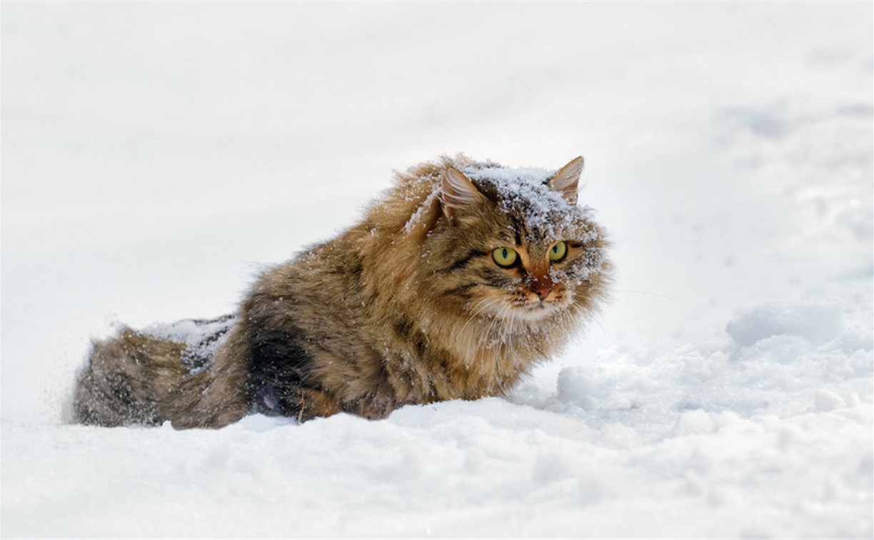 "В выходные снег, а к концу недели ясно": какой будет погода на Сахалине 