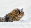 "В выходные снег, а к концу недели ясно": какой будет погода на Сахалине 