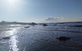 Общество