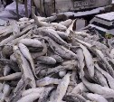 Южносахалинцев приглашают купить свежую рыбку