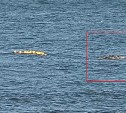 Серый кит запутался в ставном неводе у берегов Сахалина