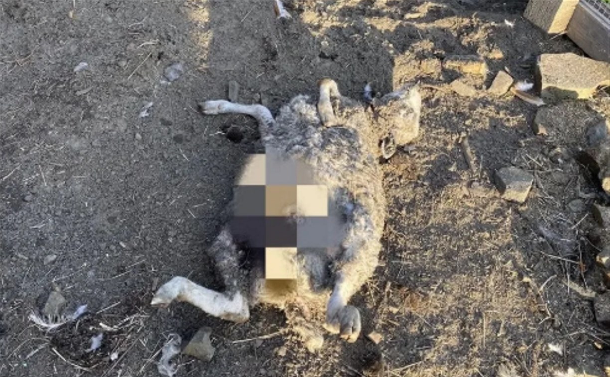 В Поронайске бродячие собаки разорвали домашнюю живность во дворе многодетной семьи