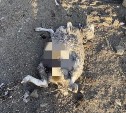 В Поронайске бродячие собаки разорвали домашнюю живность во дворе многодетной семьи