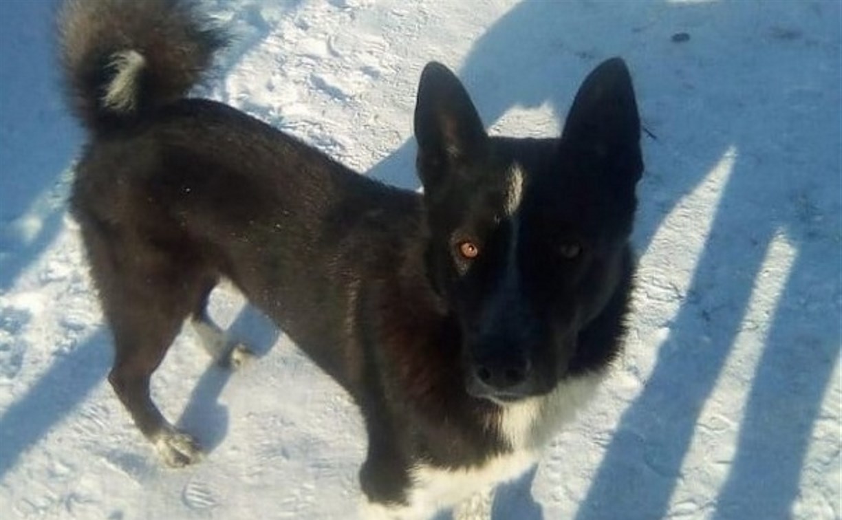 Сахалинской школьнице выплатят моральную компенсацию за нападение собаки