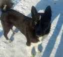 Сахалинской школьнице выплатят моральную компенсацию за нападение собаки