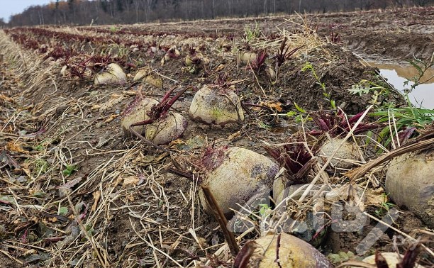 Очевидцы: на заброшенных полях в Березняках гибнет урожай