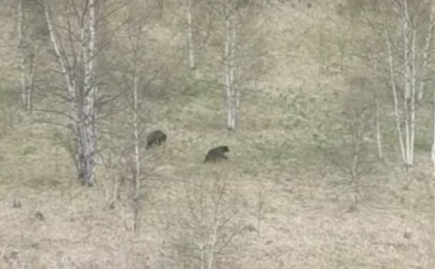 Два больших медведя вышли к проезжей части в Углегорском районе
