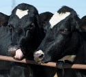 На Сахалине создадут центр генетики для улучшения пород крупного рогатого скота 