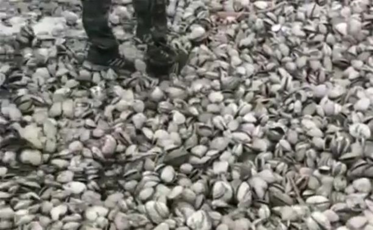 Тысячи моллюсков усыпали берег Кунашира после циклона