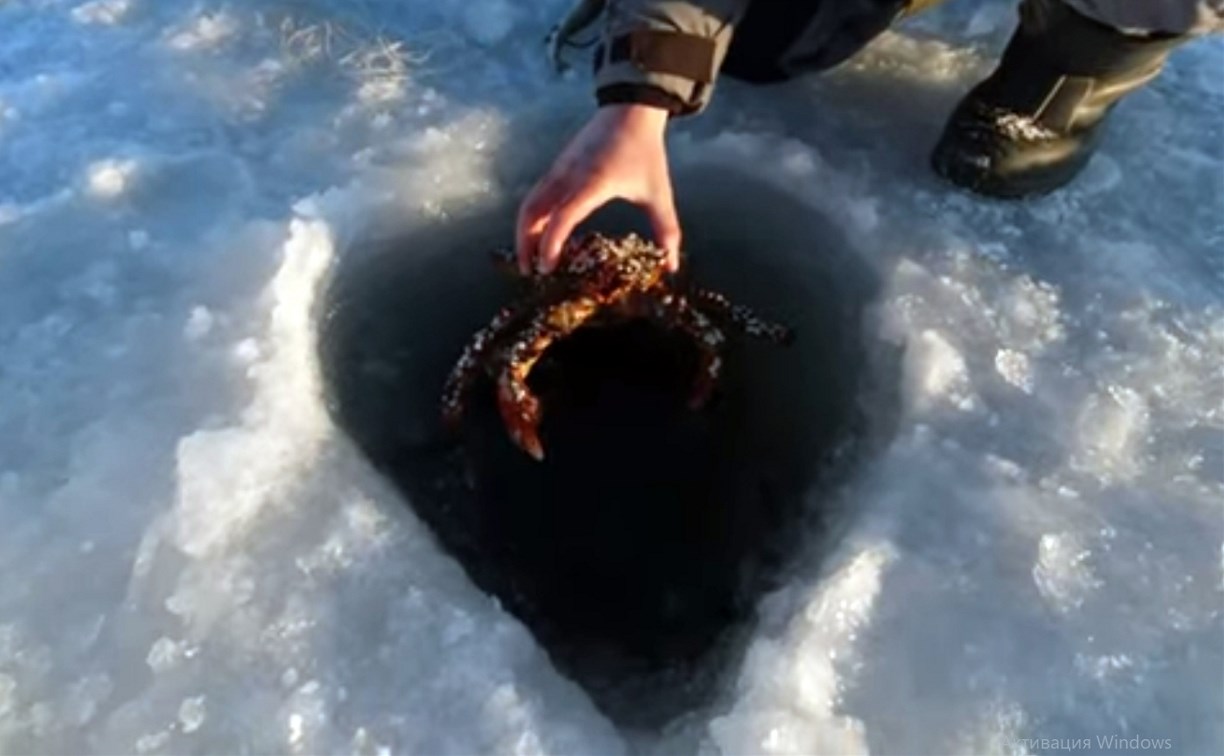 Как поймать краба: сахалинцы сняли подробную и красивую инструкцию со льда, с воздуха и из-под воды