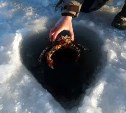 Как поймать краба: сахалинцы сняли подробную и красивую инструкцию со льда, с воздуха и из-под воды