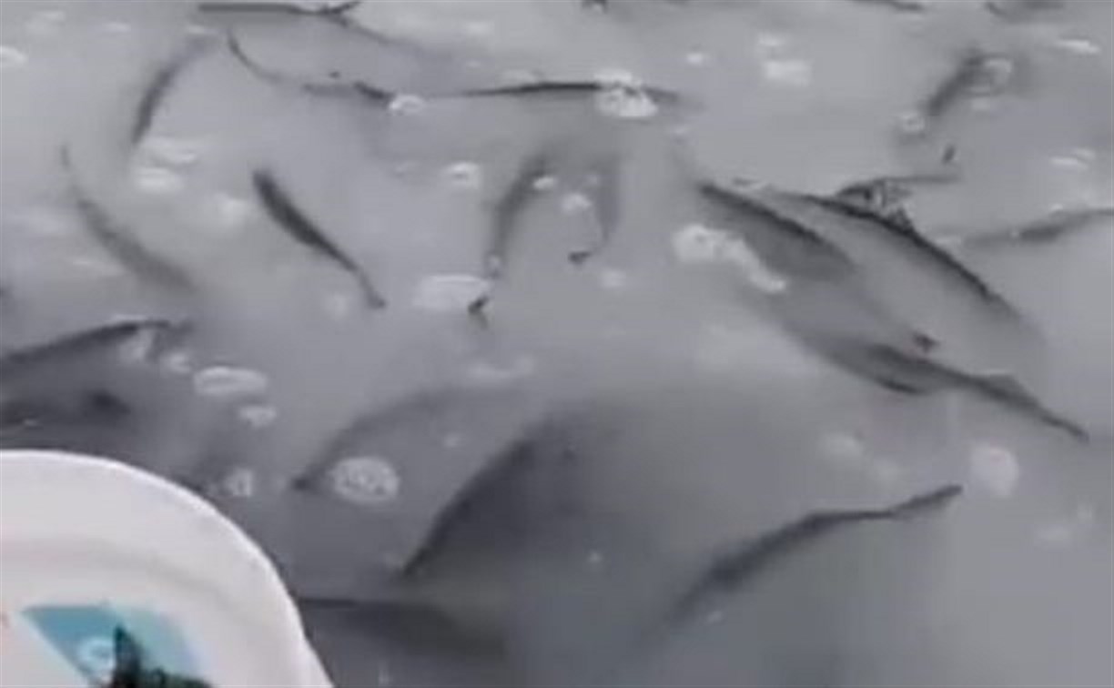Миллион просмотров за сутки в ТикТок набрало видео сахалинца, который ловит сельдь руками