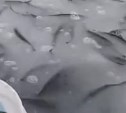Миллион просмотров за сутки в ТикТок набрало видео сахалинца, который ловит сельдь руками
