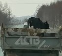 "Успела даже в туалет сходить": грузовик прокатил недоумевающую корову по охотской трассе