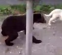 На базу отдыха в Долинском районе повадился ходить медведь